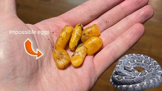 My Rattlesnake laid impossible eggs!