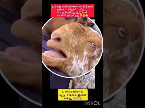 ஆடு வளர்த்தவர் பிரியும் போது அழும் ஆடு #bakrid #shortsfeed #animallovers #animallovr #emotional #sad