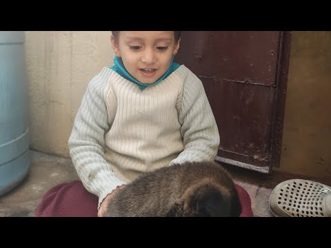 घर में बहुत मेहमान 🐕😂👍#vlog #trending #funny #dog