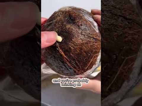 The deeply emotional story of our coconut plant🥥 #howtowithjessie #shortsmaschallenge