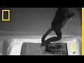 Frog Jumping Mechanics and Muscles