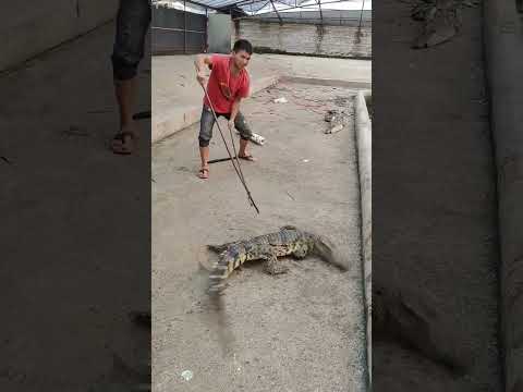 How crocodiles are raised on farms #shorts #crocodiles