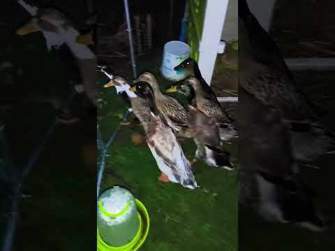 „Enten wollen ins Bett… aber Kartoffelbrei blockiert alles 😂🦆🐔“