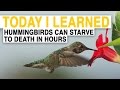 Hummingbirds and Bumblebees: Energy and Adaptations