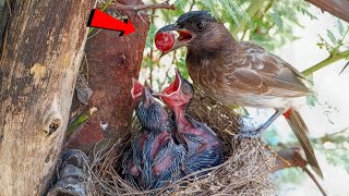 Bulbul bird is feeding grapes to her babies @AnimalsandBirds107 