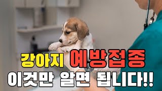 복잡한 새끼강아지 예방접종, 이것만 보시면 됩니다!