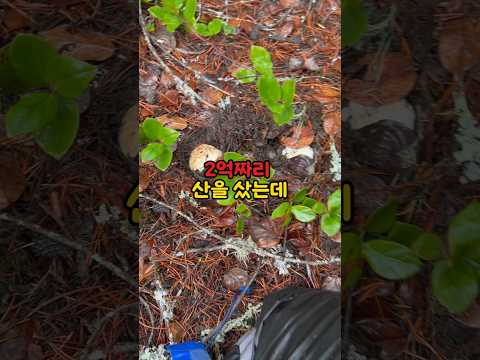 2억들여 산을 구매한 귀촌 청년의 송이버섯을 훔치려는 사람들의 충격적 정체 #shorts