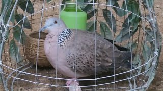 Chim Hay Mà Tiếc Ghê ghớm MinhZidane Chia Sẻ 0914232168