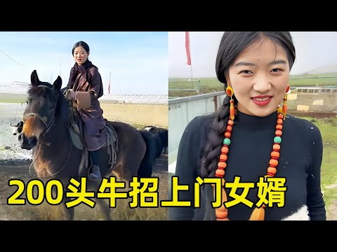 草原偶遇放犛牛阿妹！給200頭牛招上門女婿，帶我騎馬表白瘋狂心動！ 【王一點】