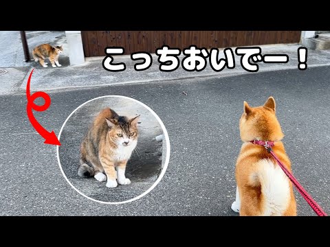 柴犬が散歩中に野良猫と遭遇！どんな猫ちゃんでも仲良くなれると思ってる柴犬たち