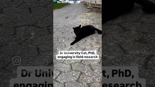 Dr University Cat is researching o-o