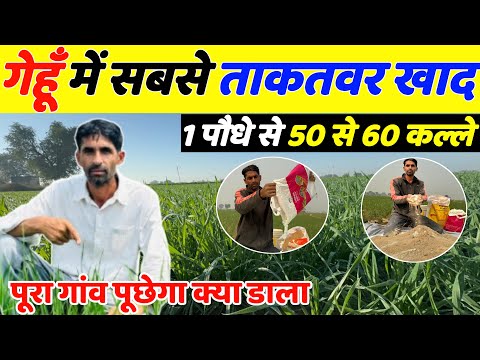 गेहूँ में कल्ले बढ़ाने वाले दो जादुई खाद | Gehu me kalle kaise badhaye | Gehu ki kheti | Gehun kheti