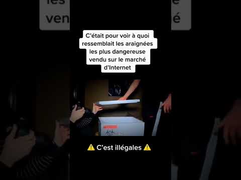 Acheter une araignée sur le  Dark Web￼ 🕷