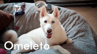 WILD AND FREE | Omeleto