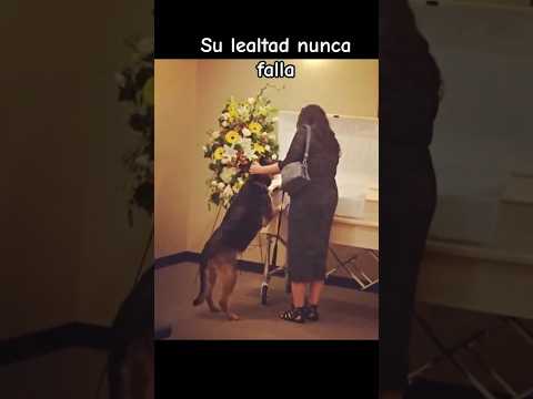 🕊️🐾 “Cuando el mejor amigo de verdad es para siempre…incluso en el adiós tu perro te será leal 💔”