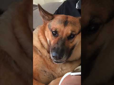 A CACHORRA QUE SÓ SE ACALMA OUVINDO PASTORES DE IGREJA NO YOUTUBE