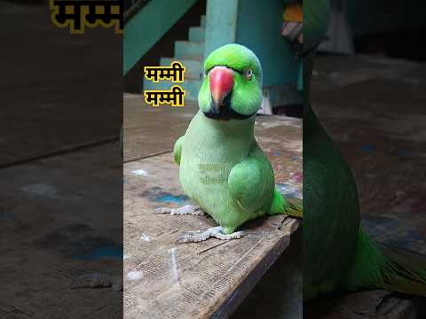 Parrot talking mummy say mithu mithu 🥰🦜😍🎉#shorts #mummy #mitthu #parrot #parrotsound #talkingparrot
