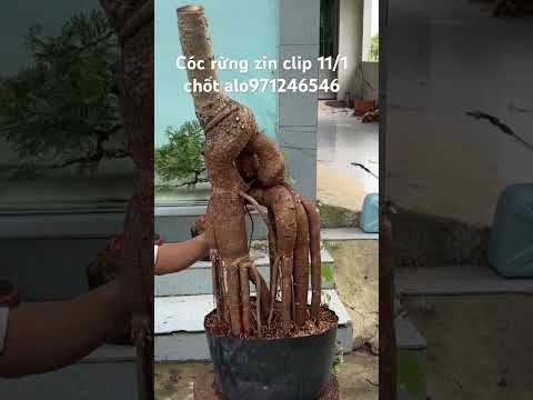 Cóc rừng zin nguyên bản #bonsai