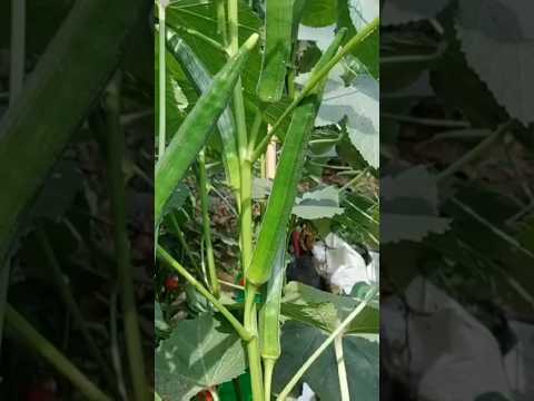 New technique for growing okra plant #okra #okra_farming #farming #viral #shorts