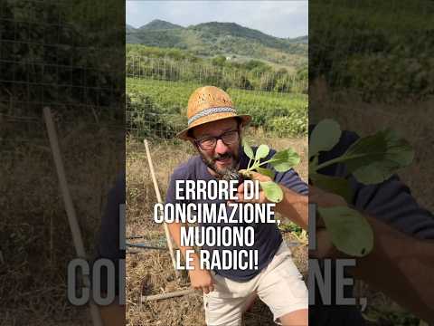 PIANTARE CAVOLI: un errore da non fare!