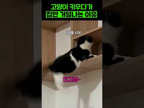 집안 거덜내는 고양이