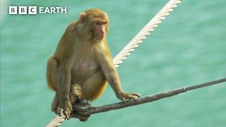 Bartering Monkeys Block Bridge Crossing | Hidden India | BBC Earth