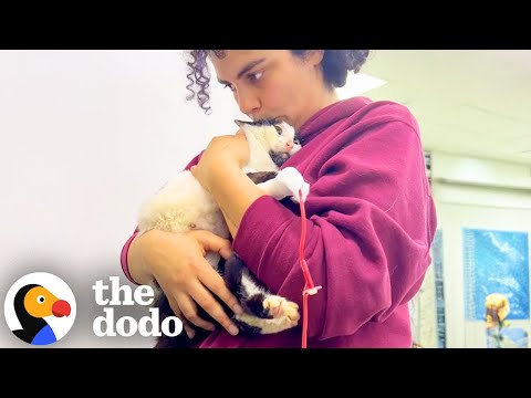 Woman Gives 'Miracle' Cat A Second Chance At Life | The Dodo