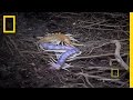 Centipede Behavior and Adaptations