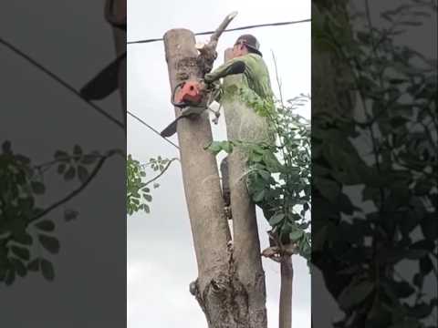 Woodworking project skills techniques #shortvideo #treecutting #chainsaw