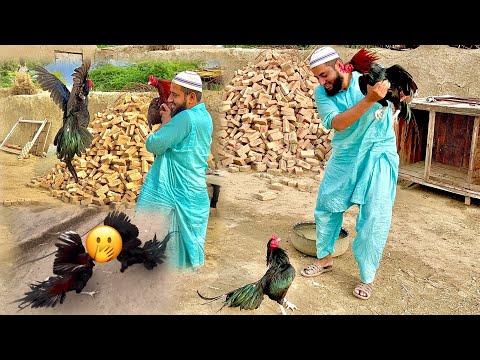 Dilbar Aur Mushka 🫢 Mini Zoo Medan Jang Bn Gya