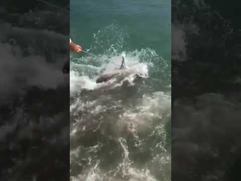 GNARLY shark action in Islamorada FL