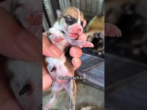 🐶“English or Spanish” #pets #cute #animals #dog #puppy #animal