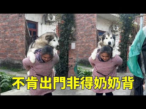 腿被蟲咬破個皮，奶奶擦藥時氣成小砲仗，出門半步都不肯，非得奶奶背著晃才消氣❤️【梁彬家的汪星人】