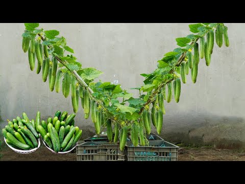 😱 My Neighbors Were Shocked to See How Simply I Grow Cucumbers – Yet So Productive!
