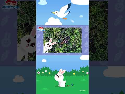 💩 Cocô de Coelho | Cocô dos Animais | Curiosidades #JunyTony #shorts