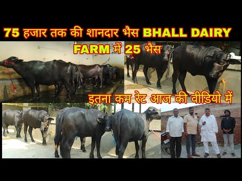 75 हजार तक की भैंस👉 इतना कम रेट आज की वीडियो में 👍25 भैंस BHALL DAIRY FARM ( 9416572788)