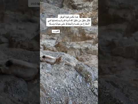 نـمـــــر وعول #explore #اكسبلور #animals #wildlife #foryou #للبيع #تيك_توك #ترند #ترند_تيك_توك