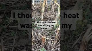 Pests in the garden, there is always something to learn! #garden #onion #raisedbeds #gardener