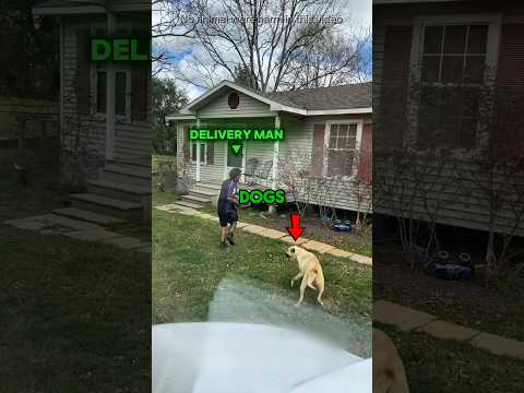 dogs meet delivery guys😂 #shorts #dog