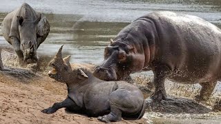 Baby Rhino Was Attacked When Entering Hippo Territory. Unexpected Ending When Mother Hippo Appeared!