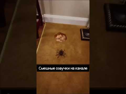 Паук с приветом 🕷️🤣😂 | Sondoll Shorts (смешная озвучка) #ants #spider