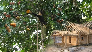Harvesting Giant Wild Mangosteen to Market Sell, Grow more Onions on new land, 3 Year live in Forest