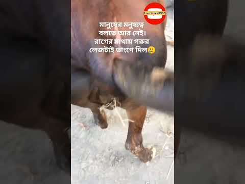 #respect #cow #humanity #animals #nature #dairy #farm #foryou #fyp #foryoupage #reels #shorts #video