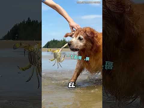 ¡La pelea comenzó antes de cocinar la comida!❤️🤣#shorts
