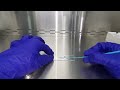 Catalase Test and Bacterial Identification