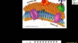 Fundamental Biological Molecules: Carbohydrates, Proteins, Lipids and Nucleic Acids