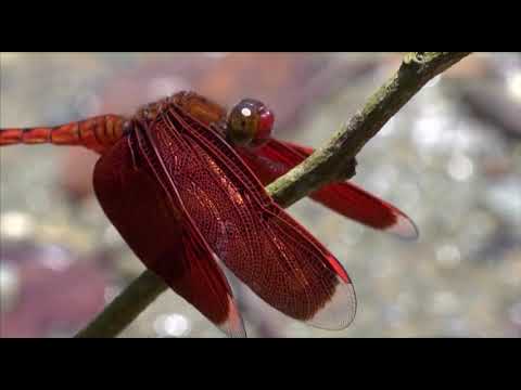 親親自然｜蜻蜓｜防疫線上自然生態影片免費看 - YouTube