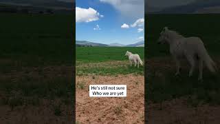 Rescuing An Old Pony #horse