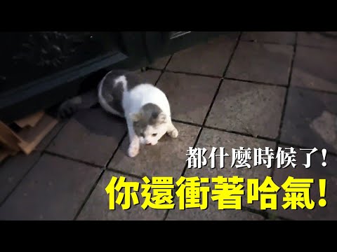 被車撞的流浪貓在生命倒計時還不忘記對我哈氣...
