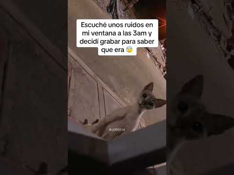 Vive al lado de un cementerio 💀☠️ #funnyvideos #funny #paranormal #reels
